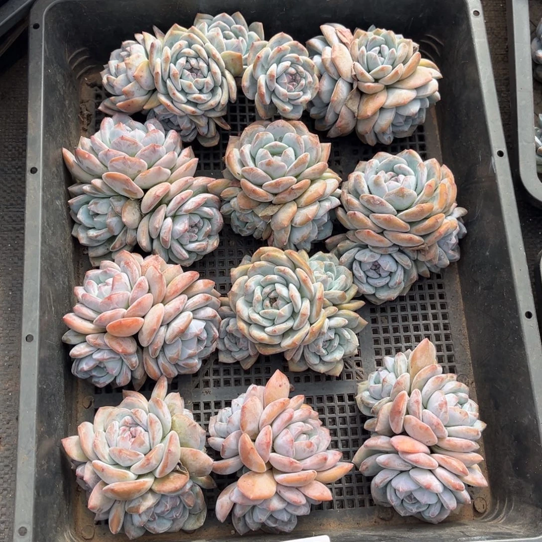 160号新疆西藏内蒙古不包邮