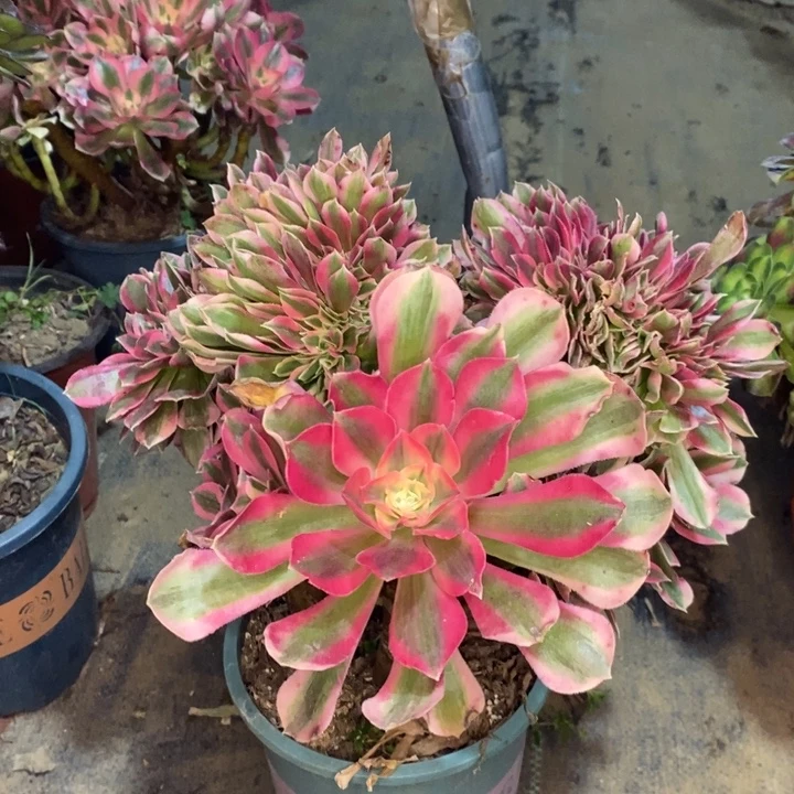 粉女巫缀多肉植物54