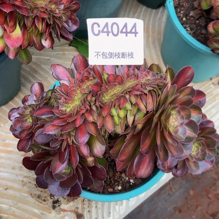 【闪购商品】4044抹茶多肉