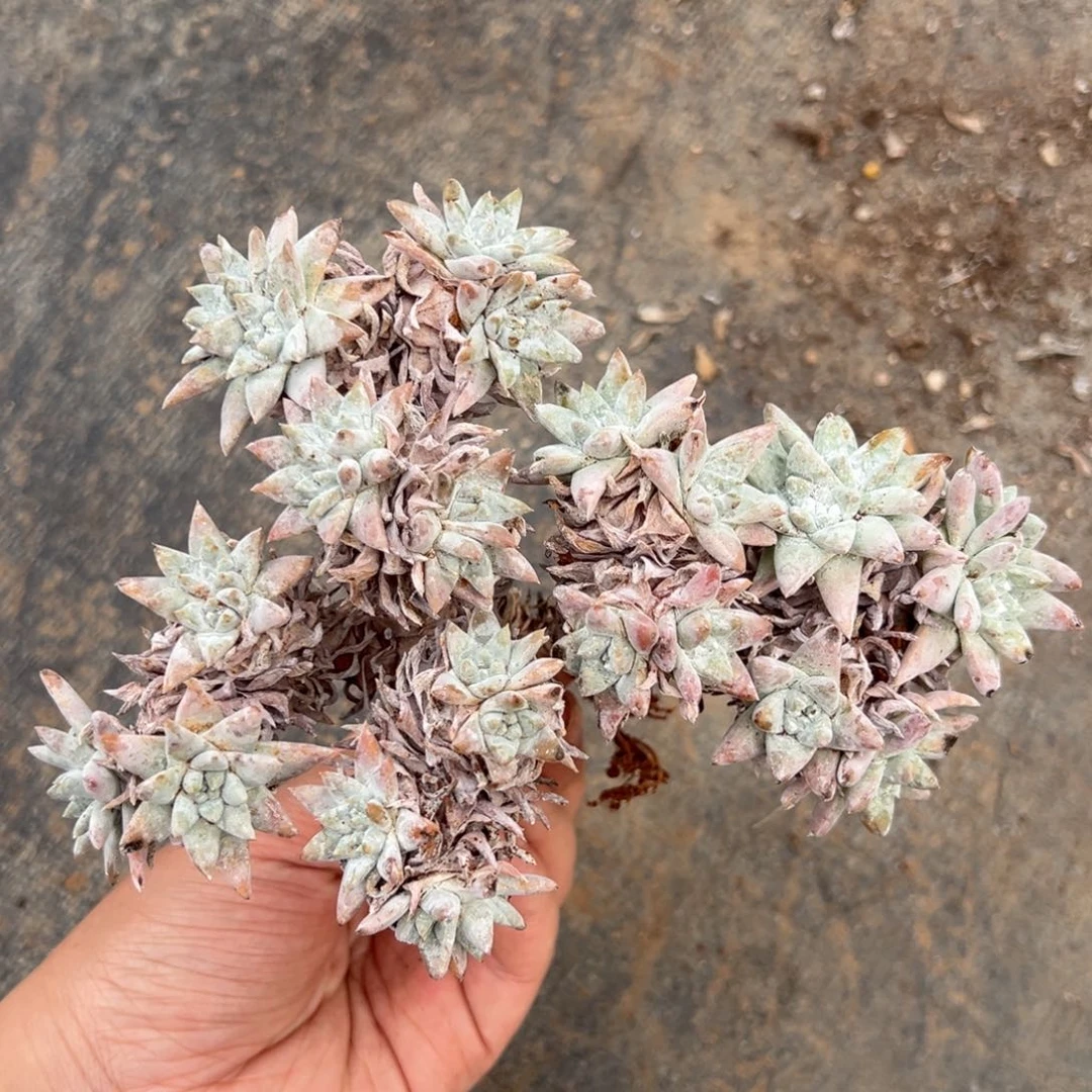 140白菊28头多肉