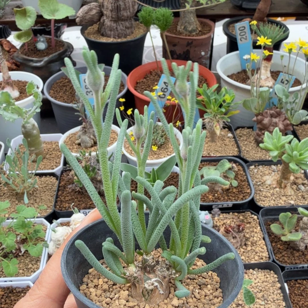 淡青霜877 仙人球