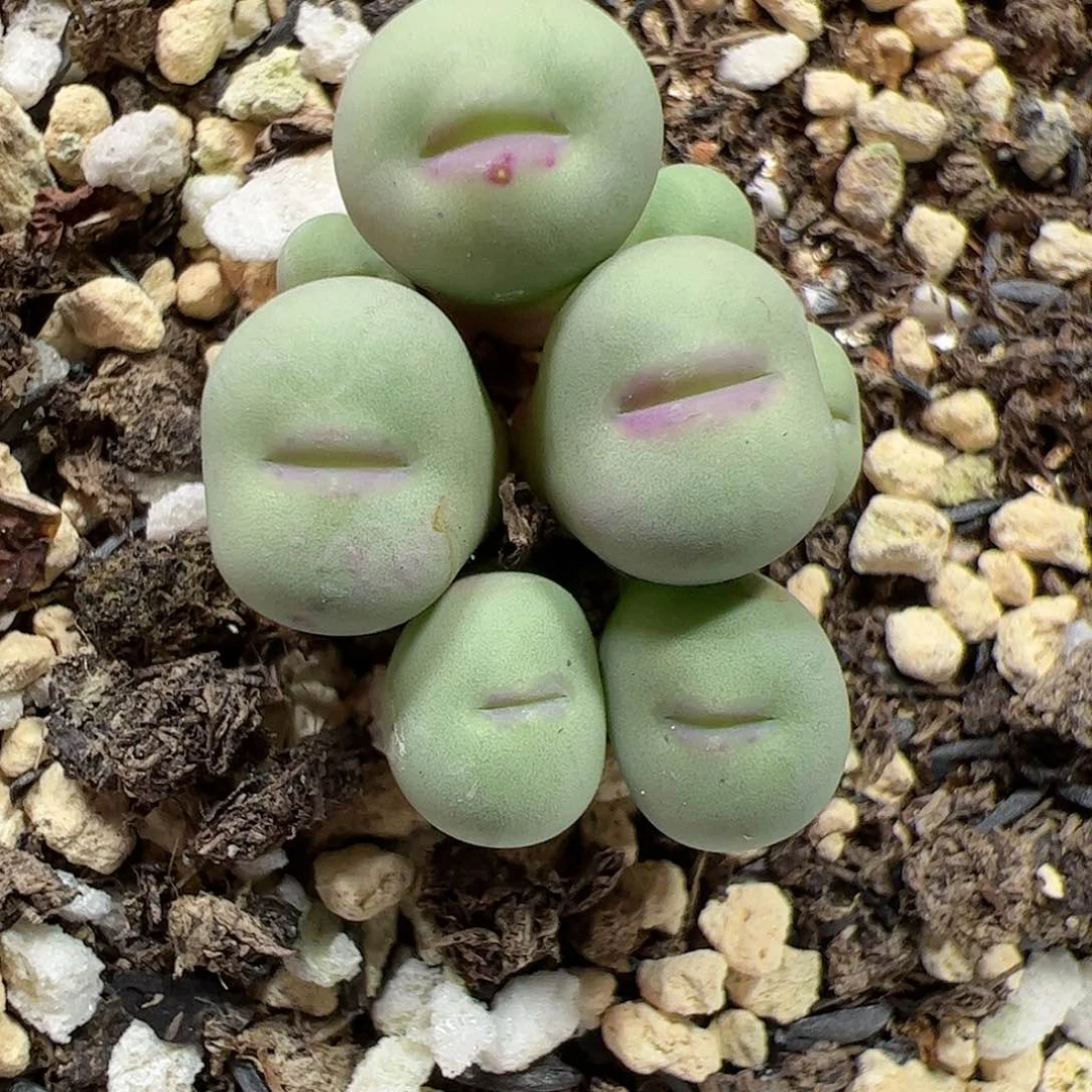 【闪购商品】385 带盆