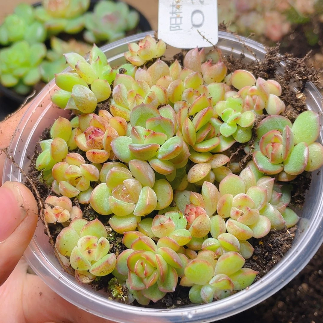 多肉植物多肉植物26