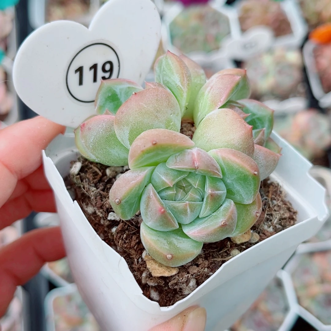 119号小老桩珍妮群