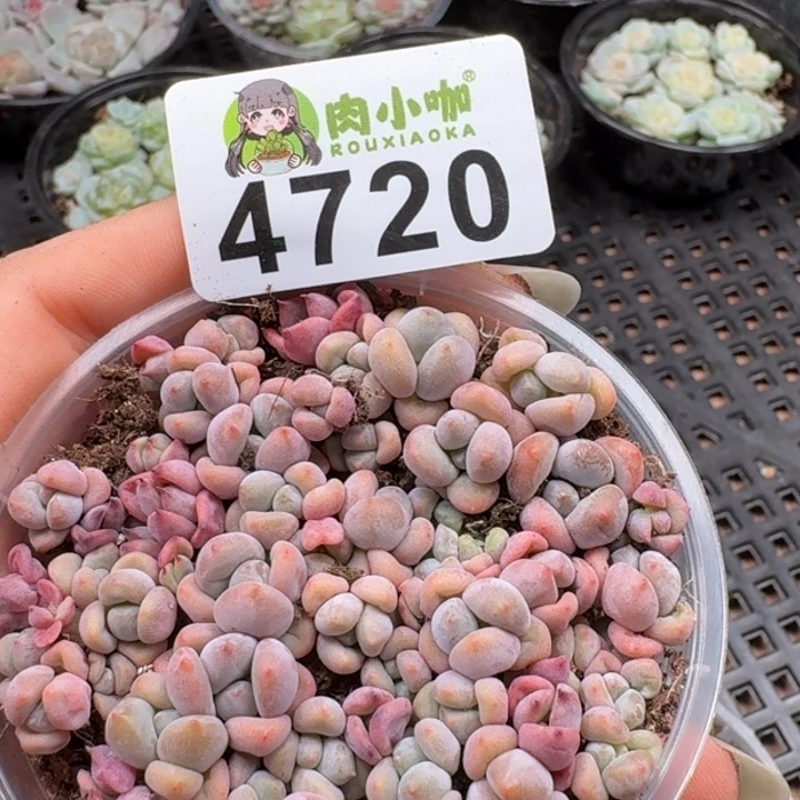 多肉植物多肉植物