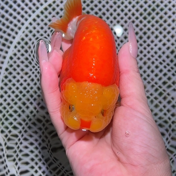 海水鱼兰寿金鱼活体淡水观赏鱼