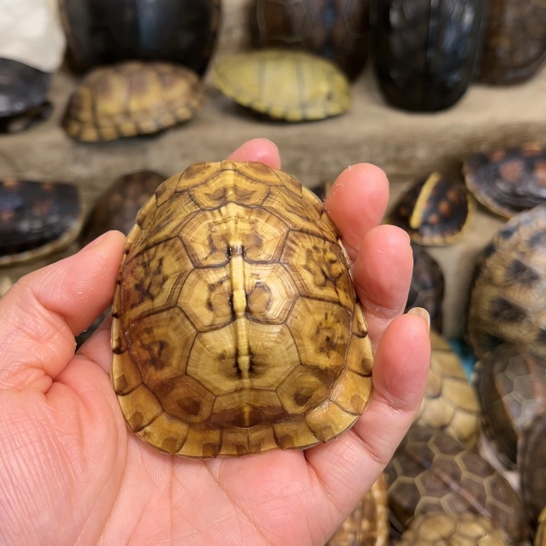 新骨瓷用*精品东箱壳手把件