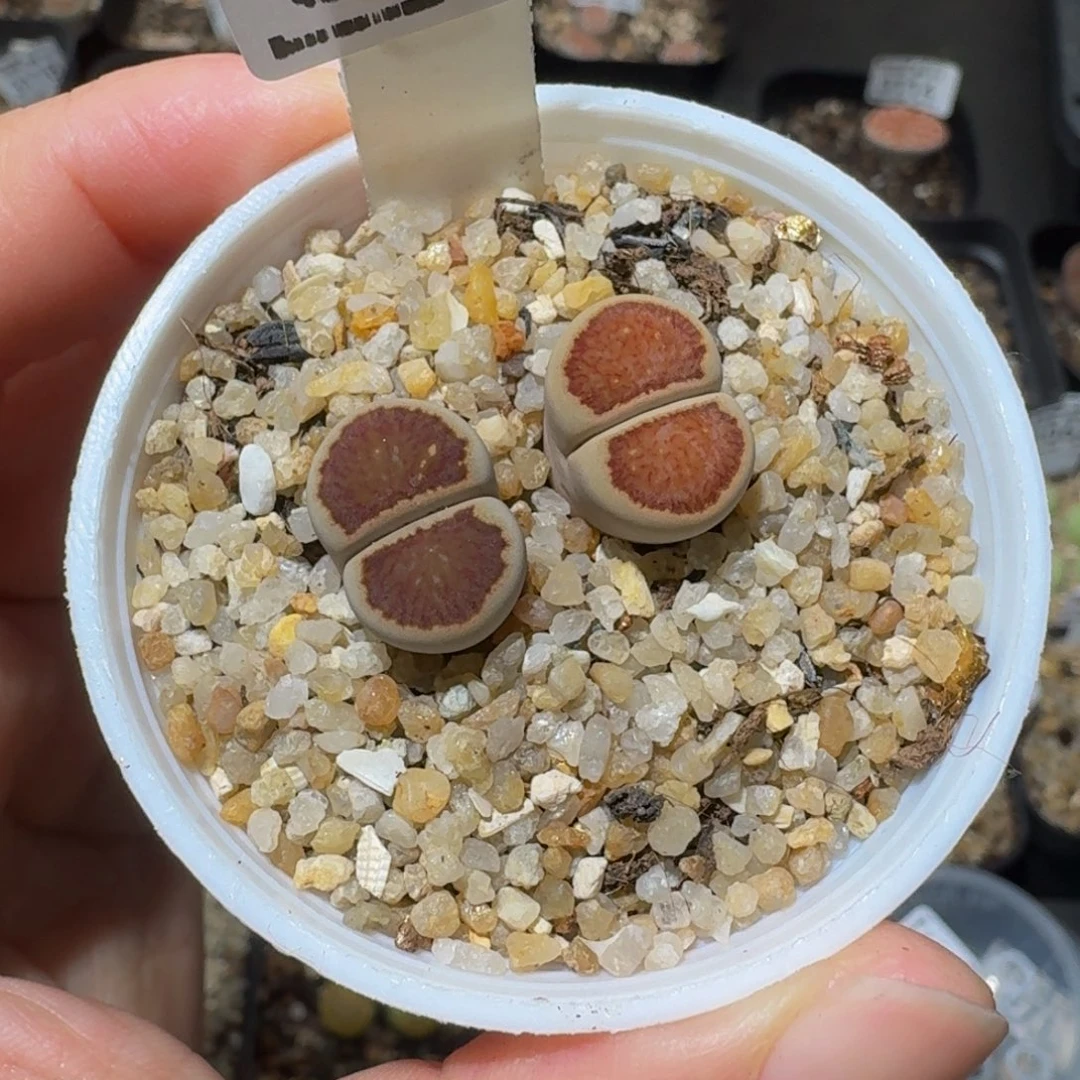 怎么还不开学生石花3146