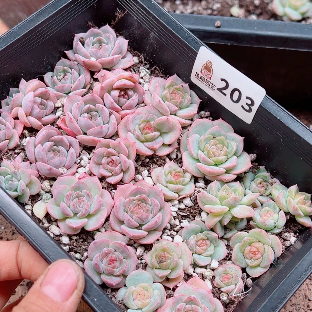 碳***丫多肉植物多肉植物