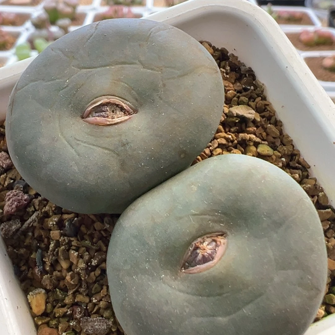 巨型奶油嘴 肉锥植物