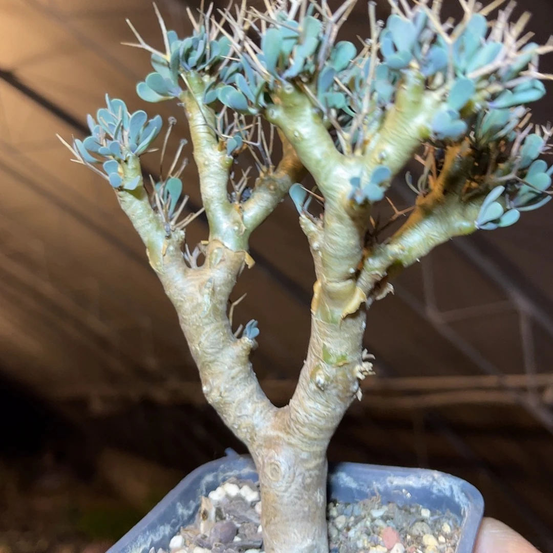 实生黑鬼殿一物一拍的