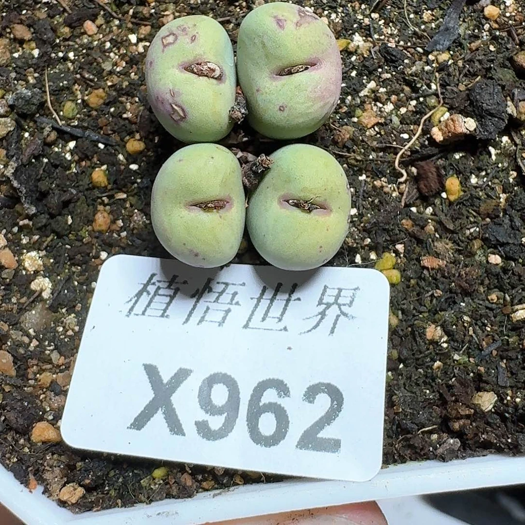 962号多肉植物哇fb