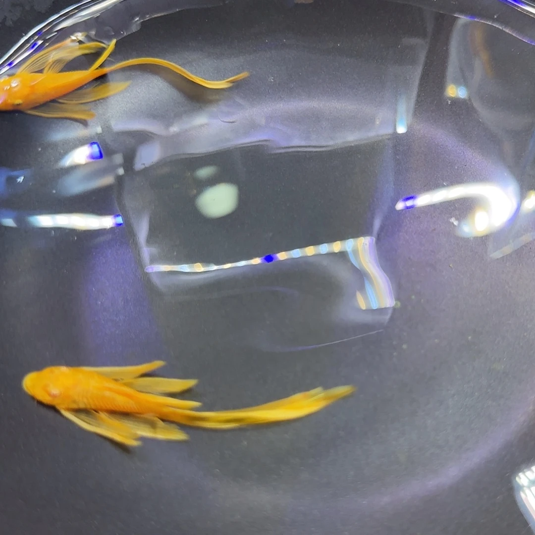 孔雀鱼6+大帆两条