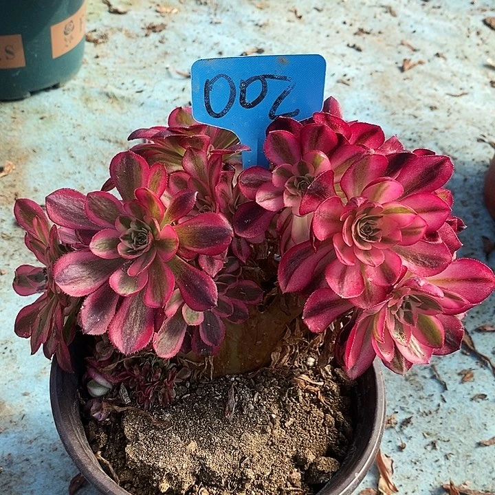 002 一颗倾城zhuihua