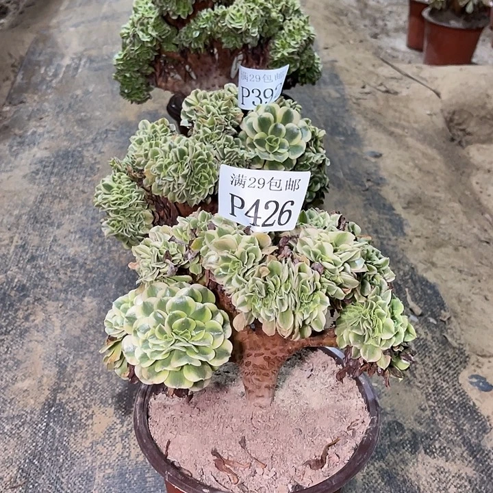 426绿豆沙坠多肉植物