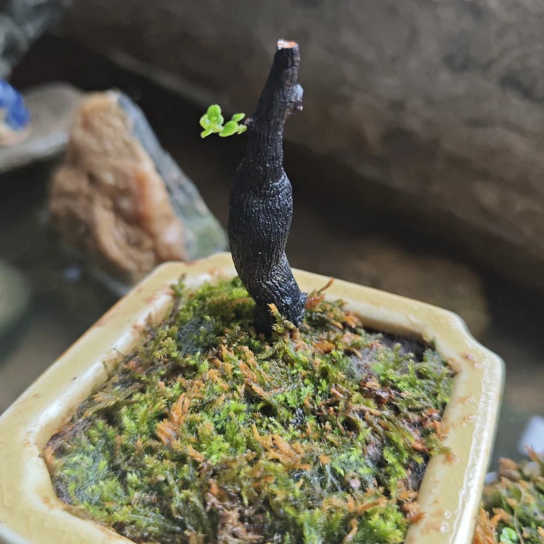 常绿灌木坨坨金弹子