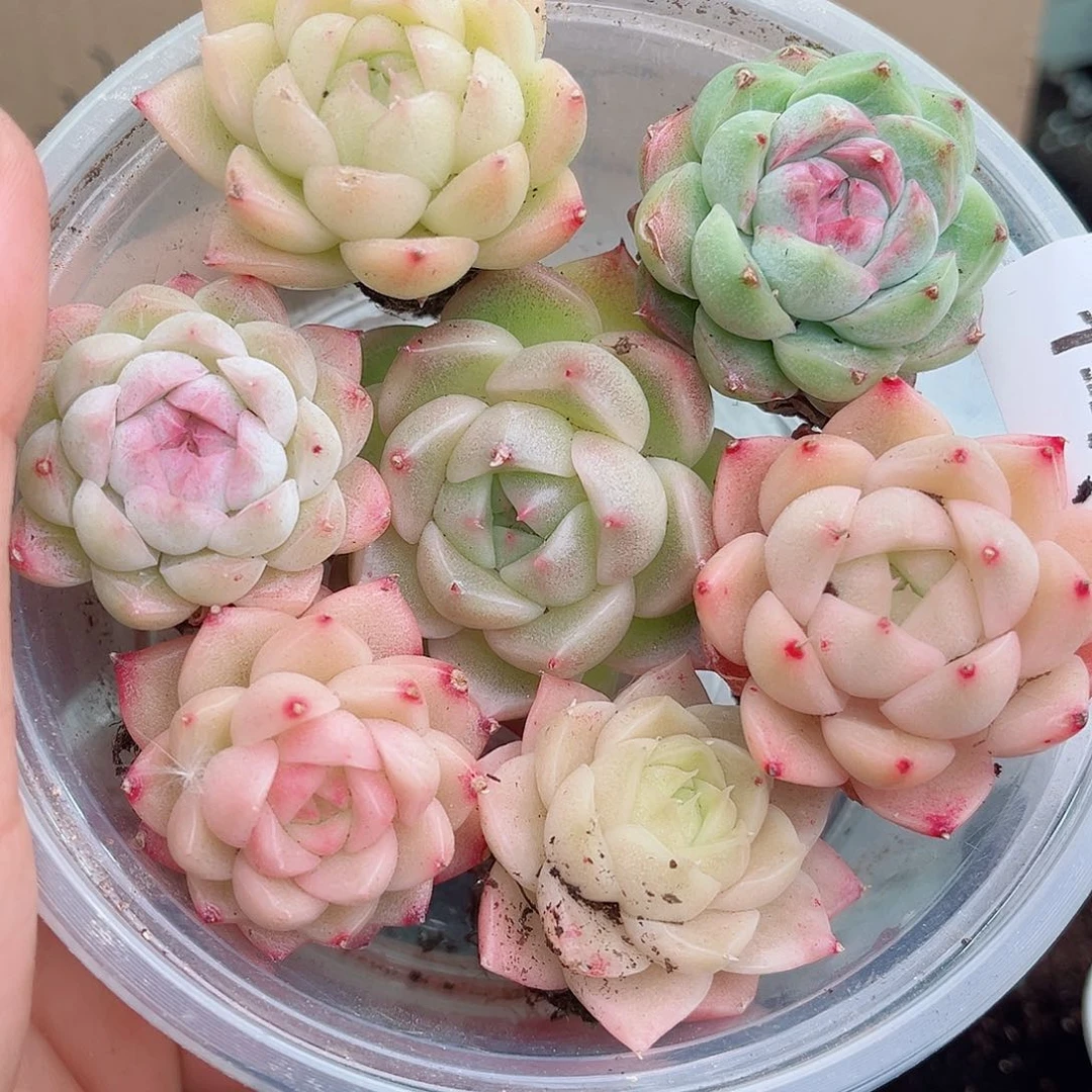 1-418 新疆西藏内蒙不发12.8包邮2-3公分