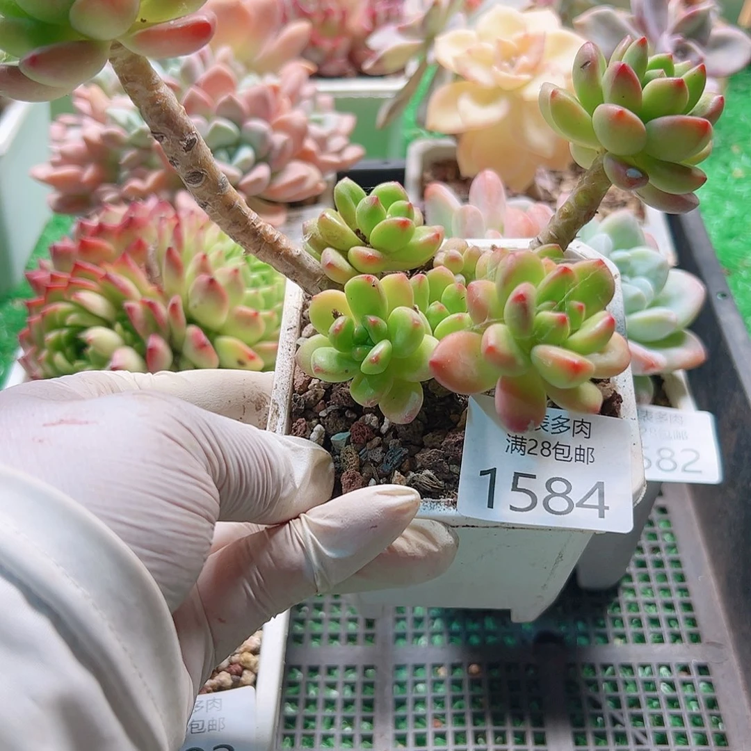 多肉一物一拍植物1584