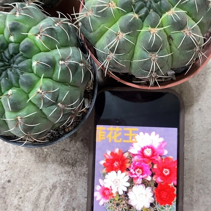 3个菲花玉，36899000
