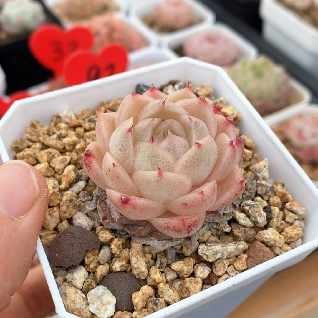 精品多肉一物一拍113