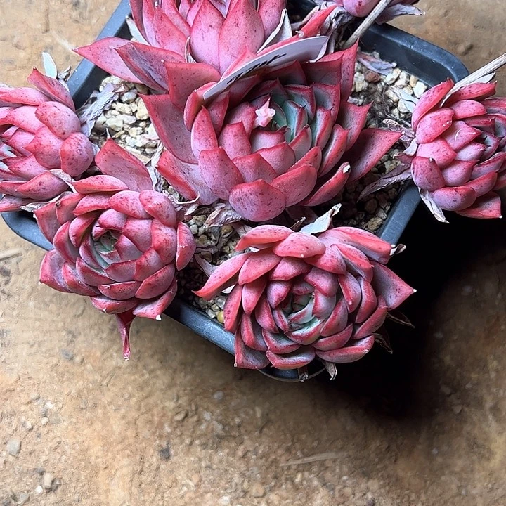 金**堂974/////////