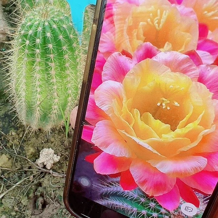 小***子毛花柱 清3-402 有根15厘米