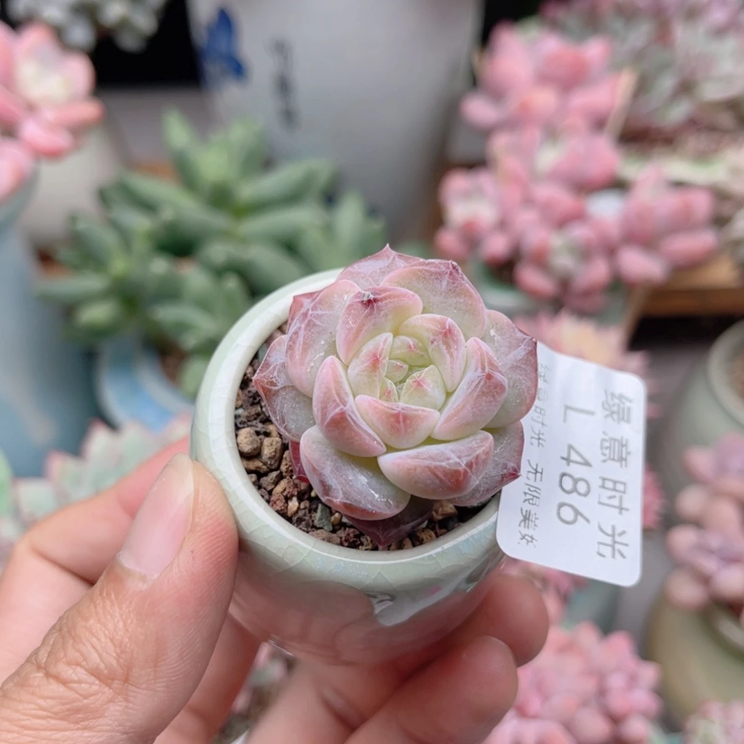 486 秘境冰魄 带陶瓷盆发货 一物一拍