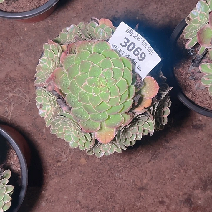 3069莲花座多肉植物
