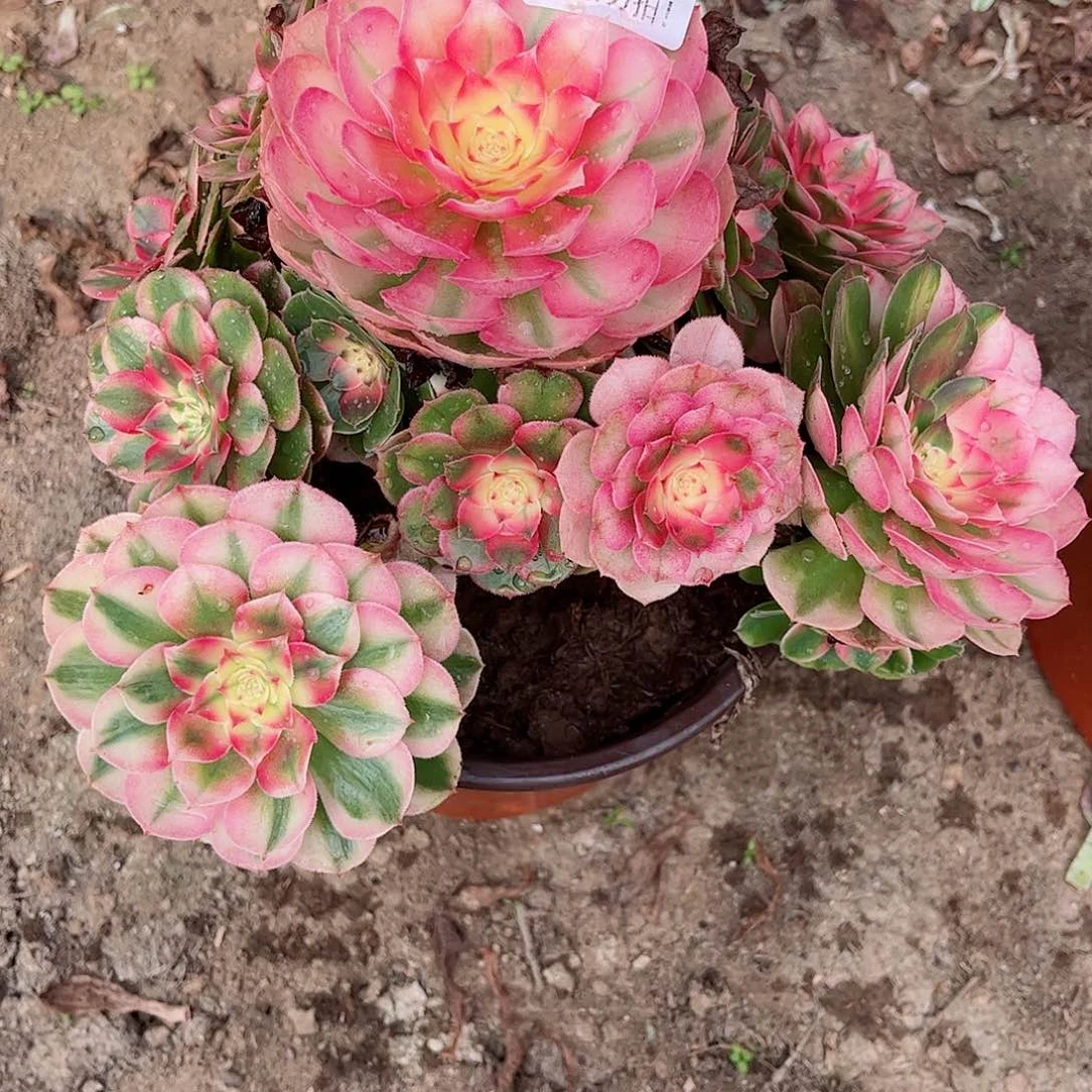 无花朵多肉植物816