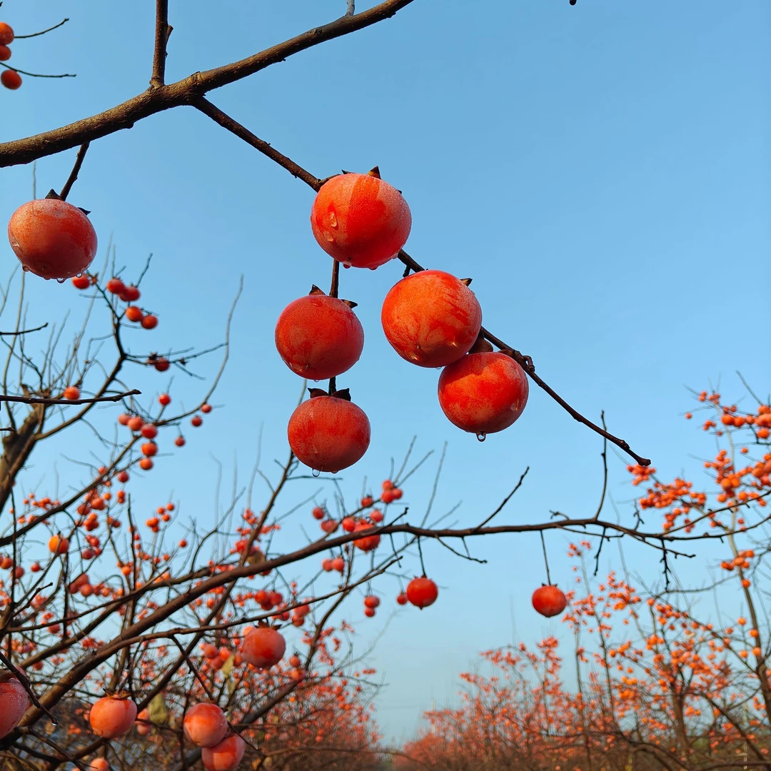 精品果树庭院地栽