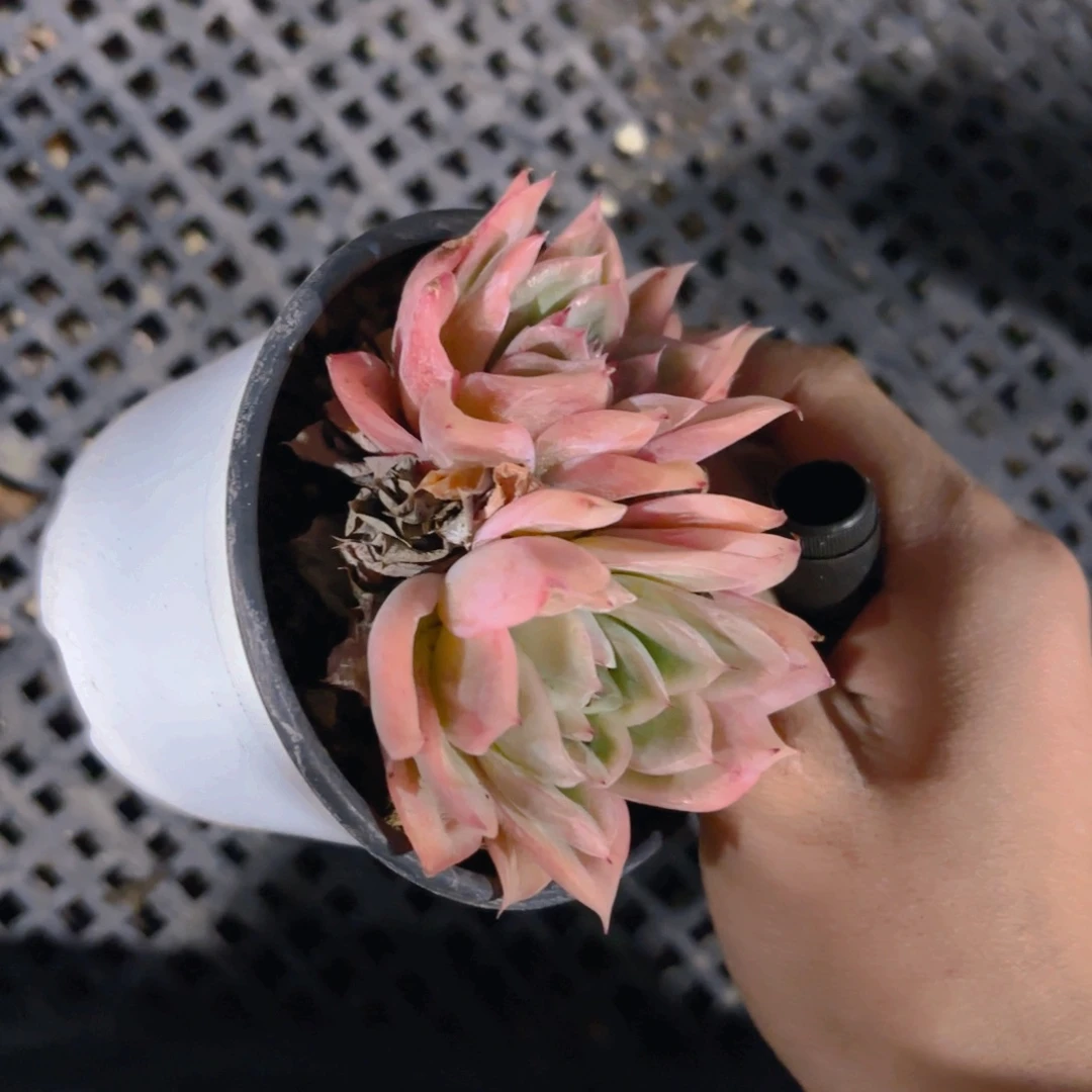 相思9cm新疆包邮新疆包邮