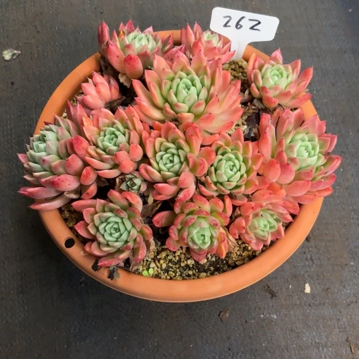 多肉植物，红女巫262号