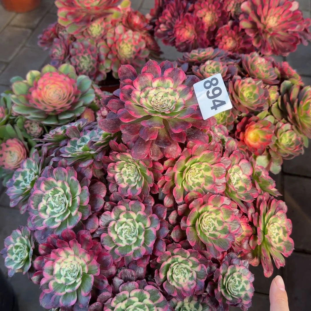 雨***荷多肉植物894霁月 法师