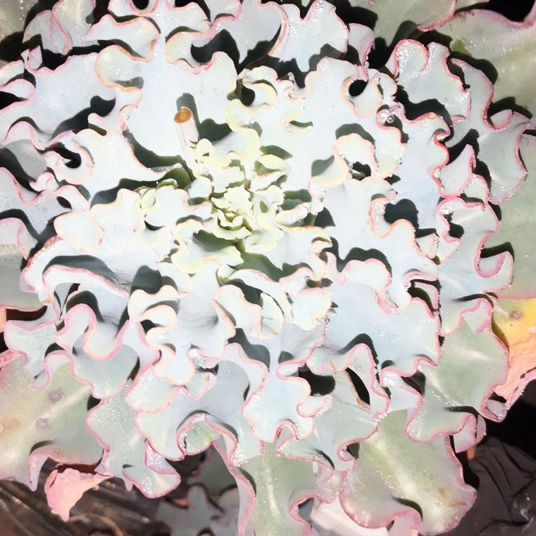 水瓶座9.99多肉植物