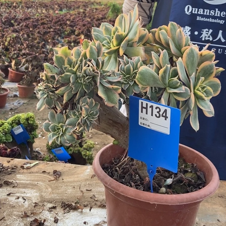 用***8134灿烂老桩老桩老桩