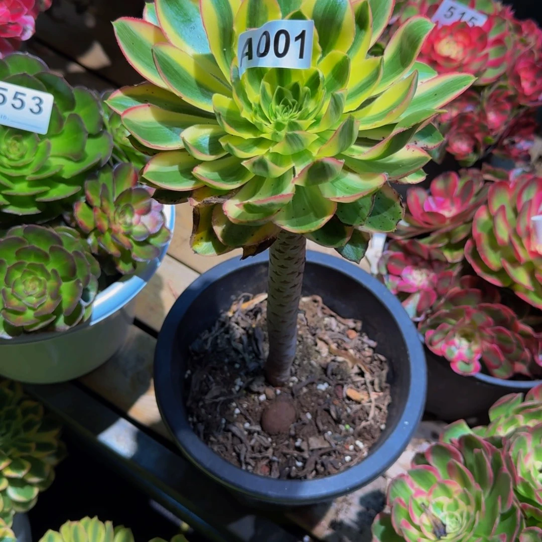 双****001多肉植物法师号