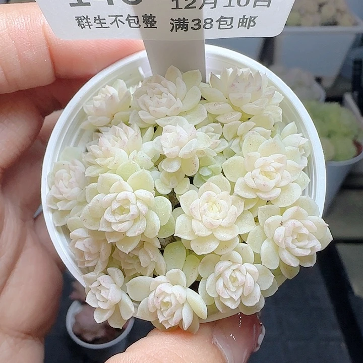 1210-146m1-452-3麦杆