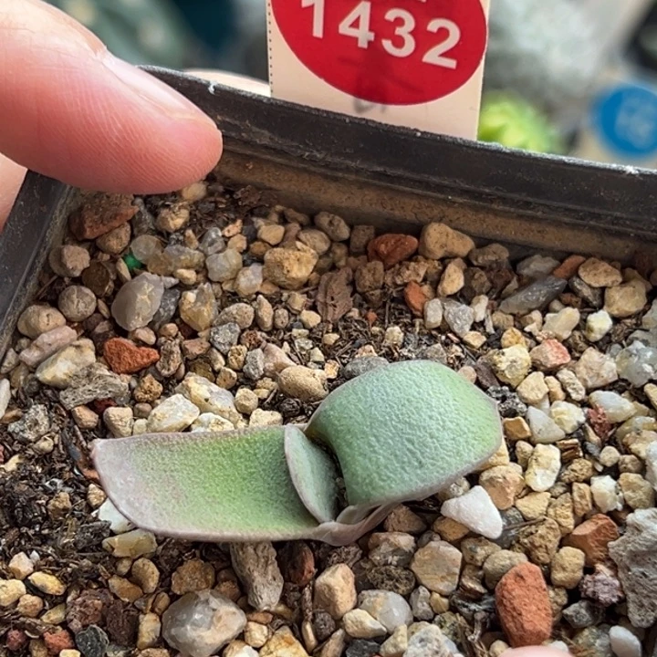 白密尤卧牛一棵仙人球
