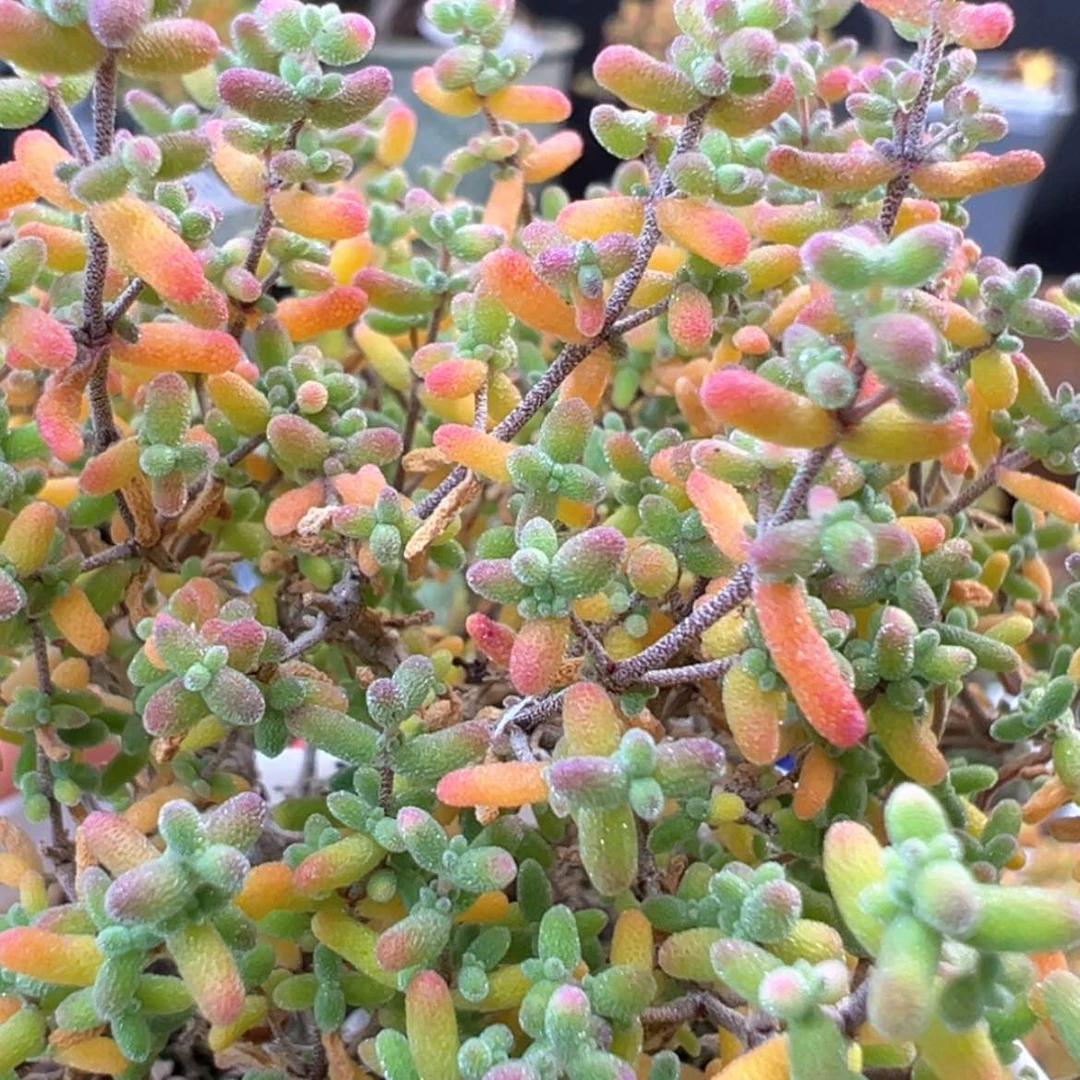 【闪购商品】dy6286小小米包开箱不包售后