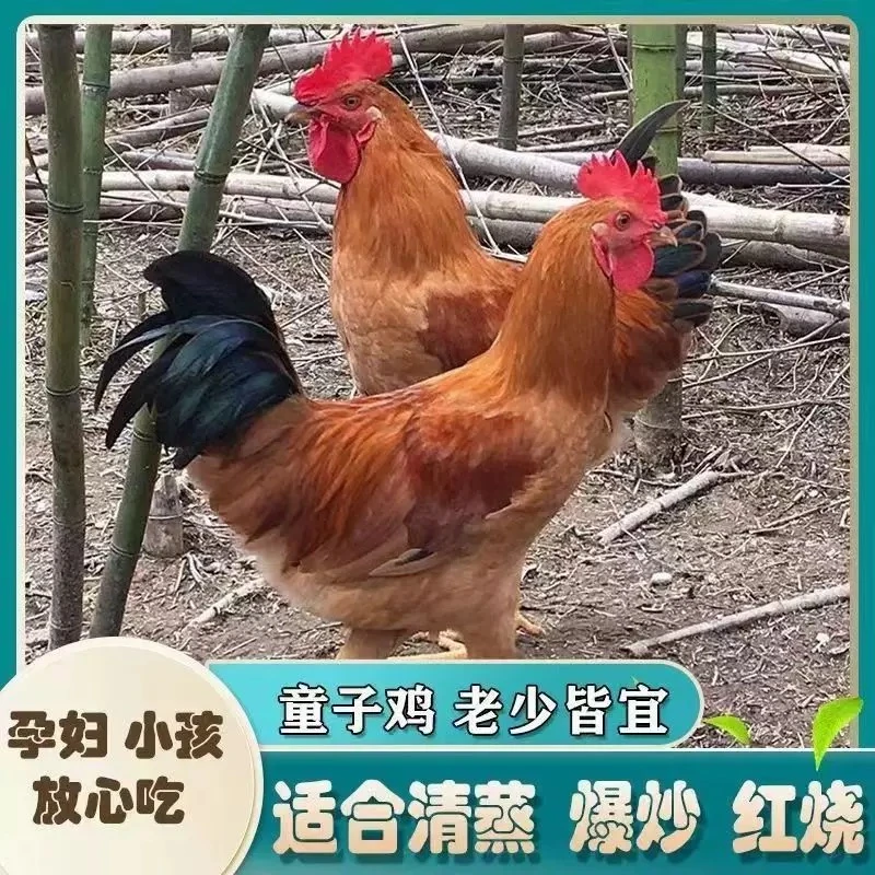 【白叔农场】沂蒙山童子鸡拍4只送2只到手6只 单只净重1.5-2斤斤