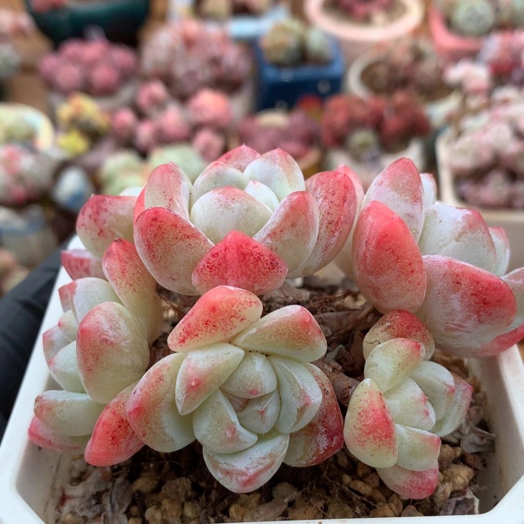 冰玉一物一拍 019