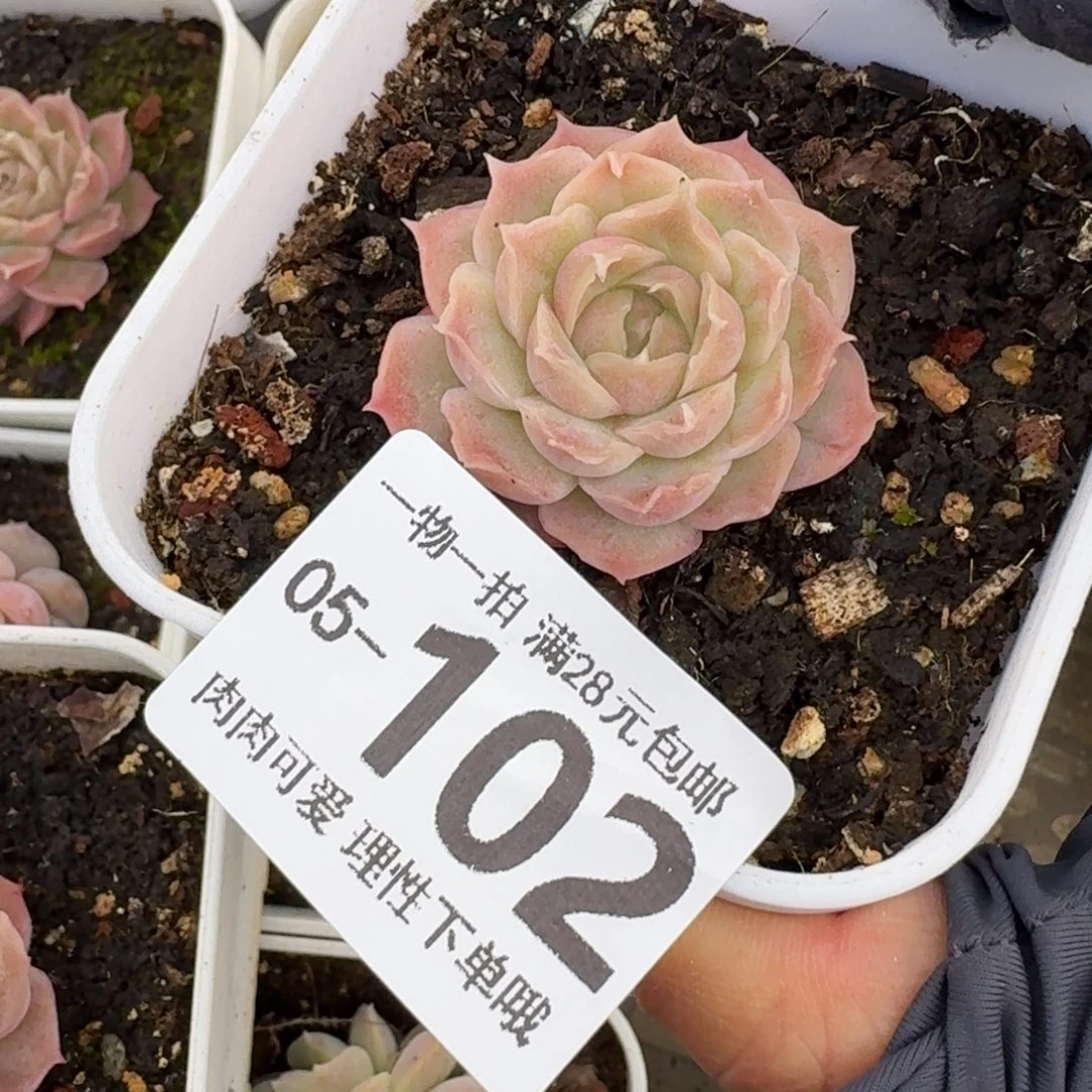 水晶虾饺无盆土发货无