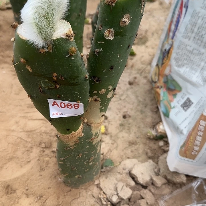 胡***憨无花朵嫁接九尾狐缀➕青蛇缀069