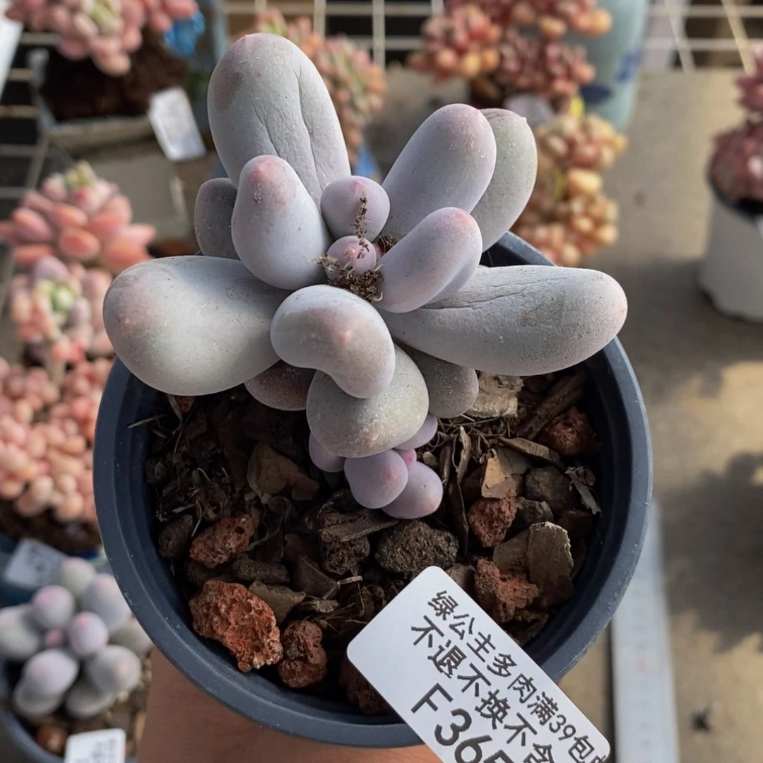 心****师米可奶酪365/5c m