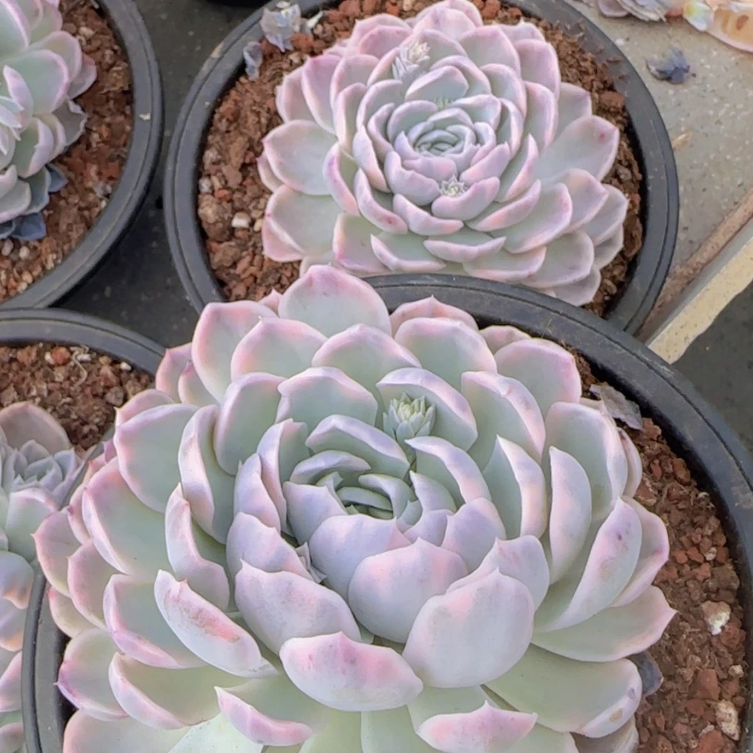 【闪购商品】汉堡锦