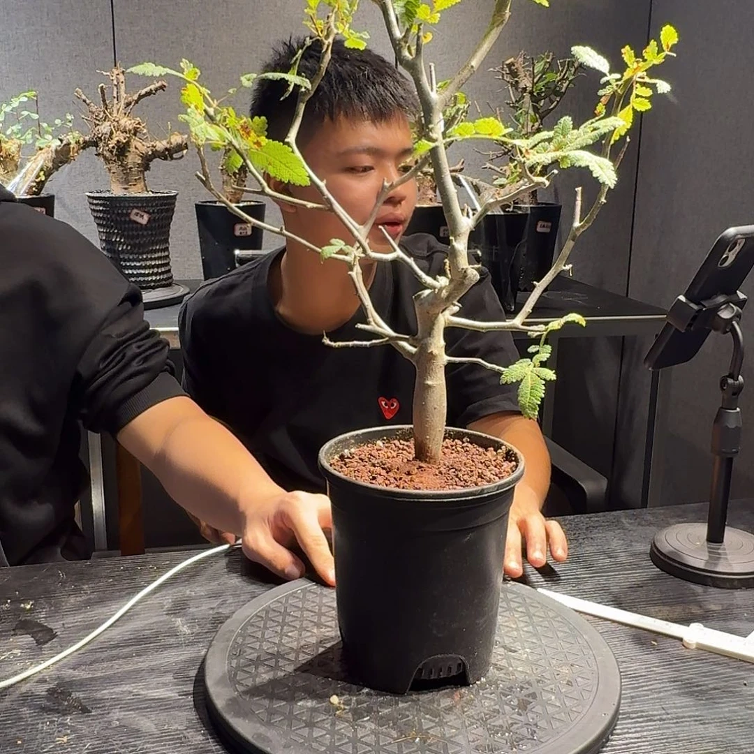 科帕裂榄实生带盆一