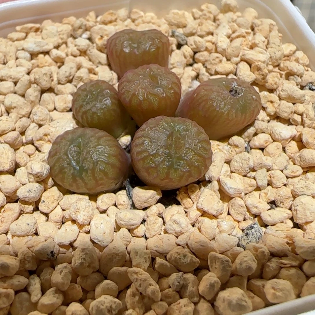 肉锥多肉植物百科-流水铜壶福利1545