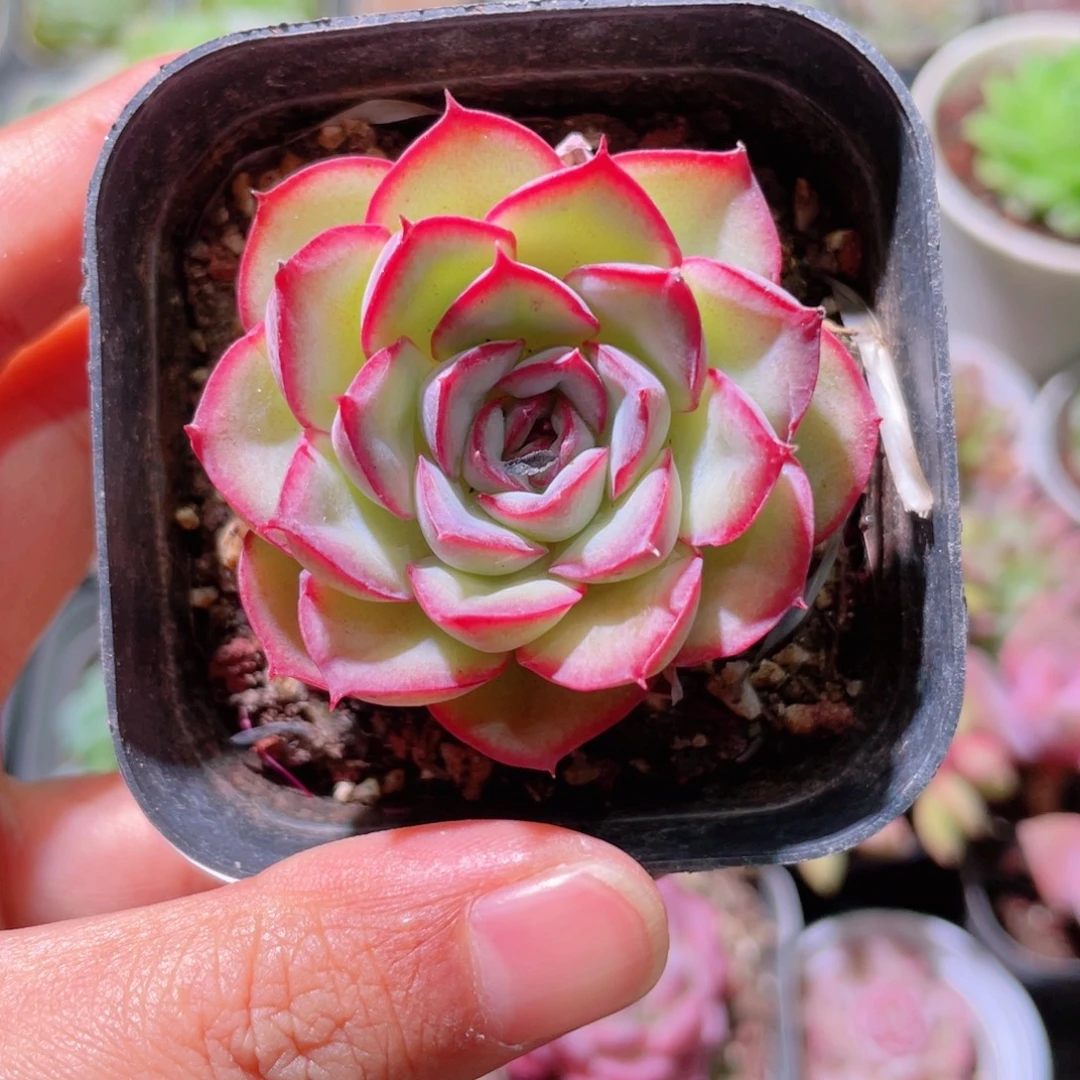 花利美23-251猎户座