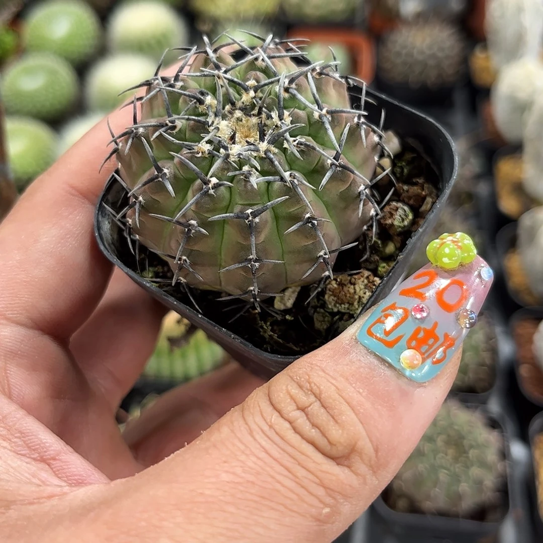 芷*108326一物一拍单头发货