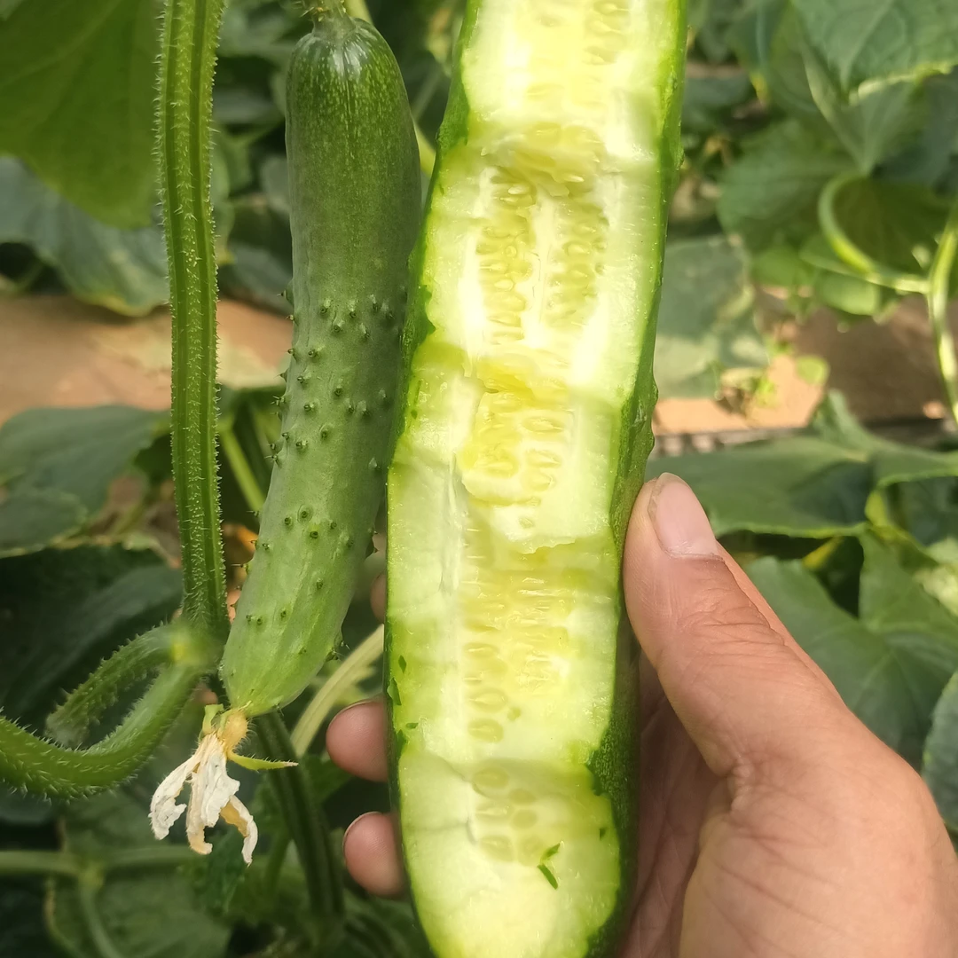 【顺丰包邮5斤】老品种酵素益生菌黄瓜口感清甜果肉细腻瓜味十足新鲜青岛本地老品种鲁黄3